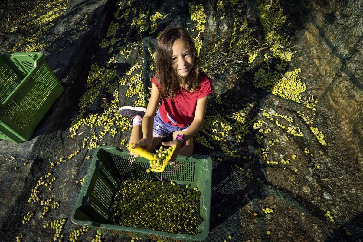 how is greek olive oil made